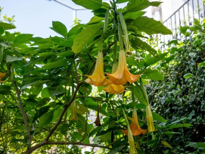 angel trumpet fower yellow