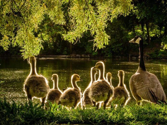 geese