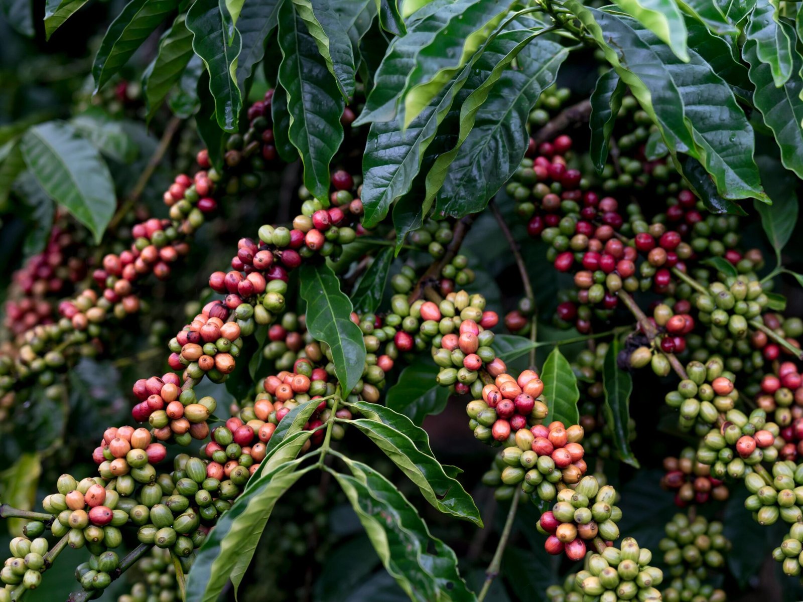 Coffee (Portulacaria afra)